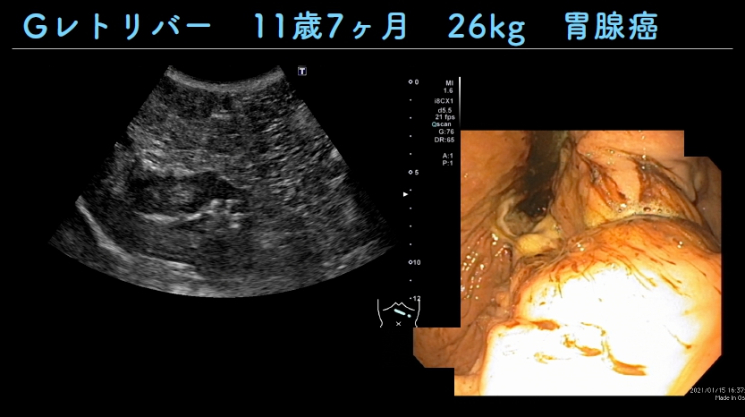 症例解説③…ゴールデンレトリバー、11歳7か月、26kg、胃腺癌