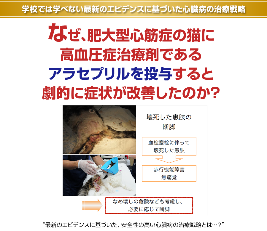 株式会社 医療情報研究所 | 症例ごとに対応できる！犬猫の心筋症