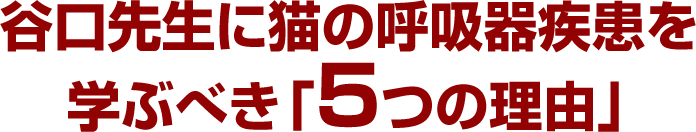 谷口先生に猫の呼吸器疾患を学ぶべき「5つの理由」
