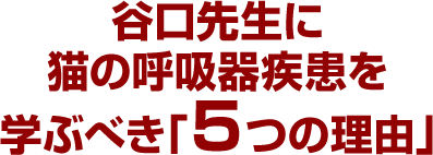 谷口先生に猫の呼吸器疾患を学ぶべき「5つの理由」