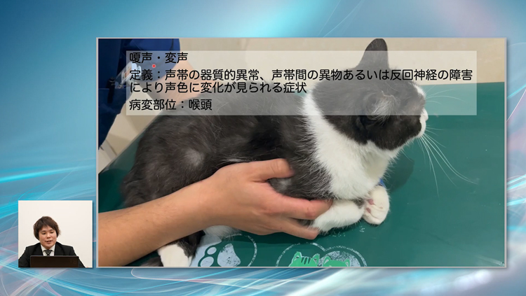猫に「嗄声」がみられたら要注意。緊急度は一気に高くなります