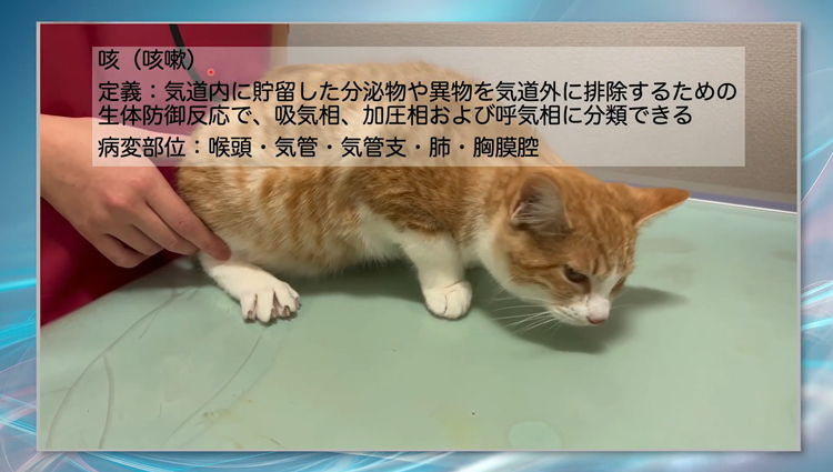 「猫が咳をするのは当たり前」その思い込みで見逃している生命に関わる疾患とは？