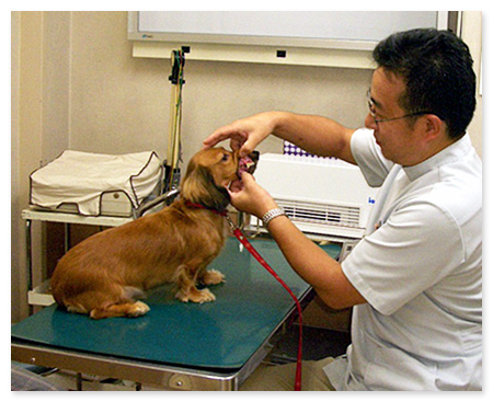 診察台にあがった犬猫へ、そのまま処置できる具体的な歯科治療技術を学べます