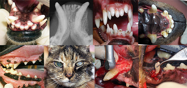診察台にあがった犬猫へ、そのまま処置できる具体的な歯科治療技術を、豊富な症例写真を見ながら学べます