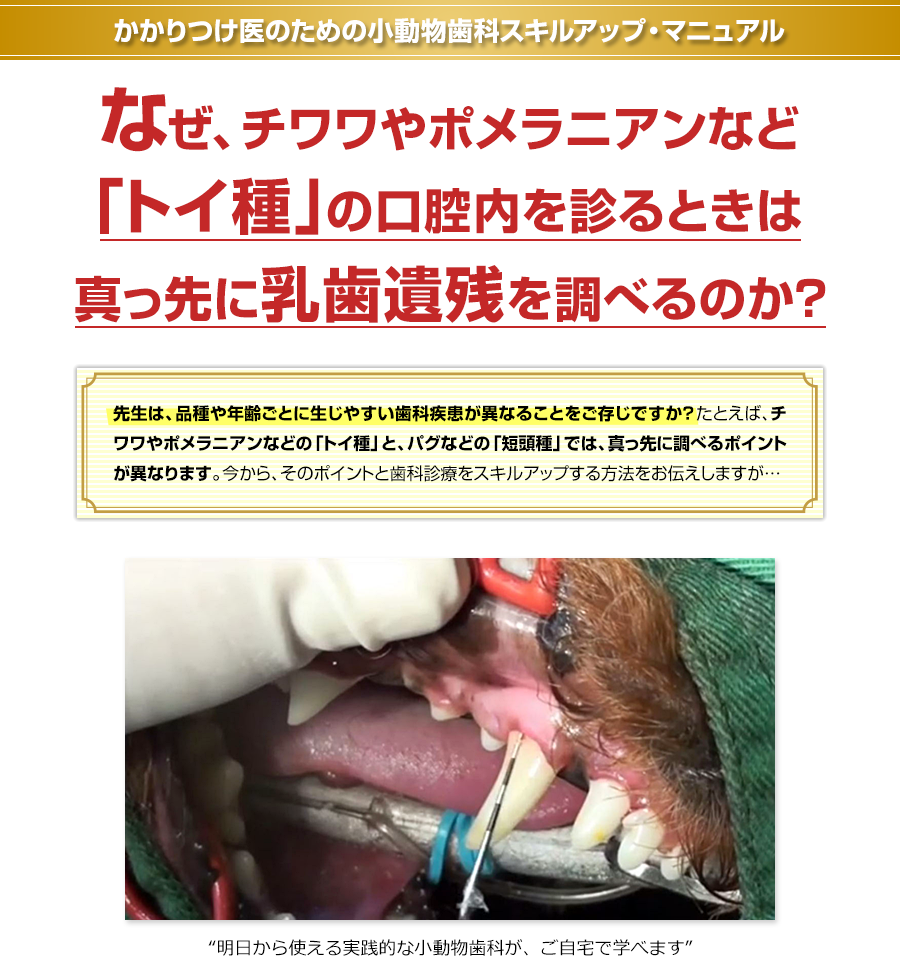 かかりつけ医のための小動物歯科スキルアップ・マニュアル なぜ、チワワやポメラニアンなど「トイ種」の口腔内を診るときは真っ先に乳歯遺残を調べるのか？