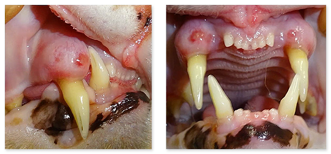 腫れを腫瘍と勘違いしやすい犬歯の挺出