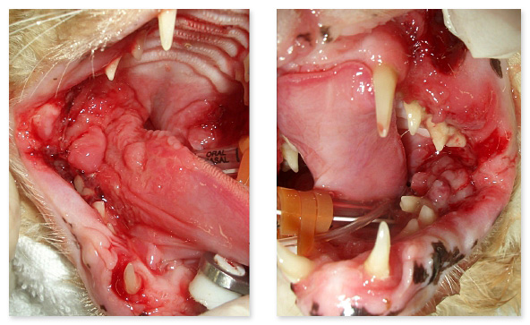 歯肉、口腔尾側粘膜、舌、口唇、口蓋の炎症が著しい