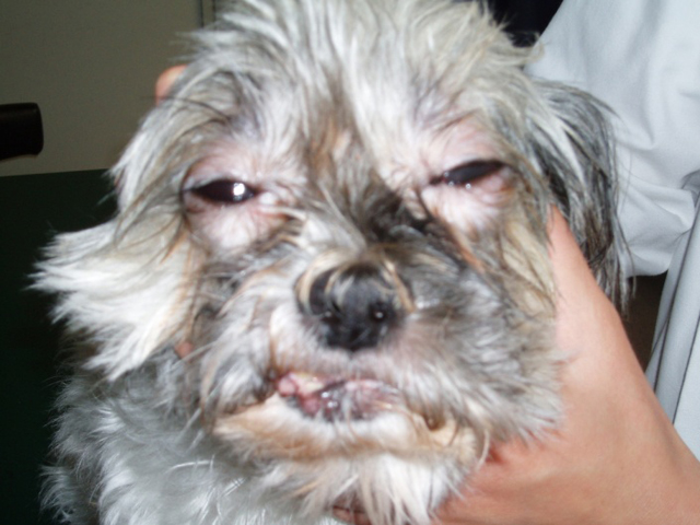 こんな「赤い眼の犬」が来院したとき、先生なら、どんな対応をしますか?