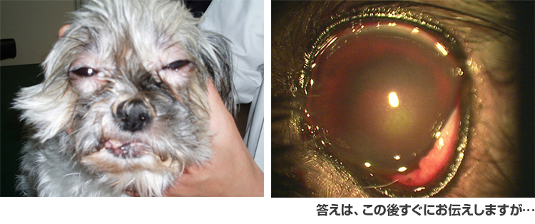 赤い眼の犬が来院したときの正しい対応はどっち?
