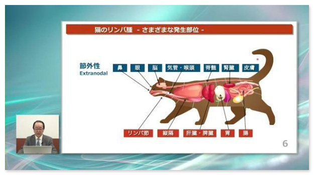 【セール豊富な】犬のリンパ腫診療　アップデート2021　猫のリンパ腫診療　アップデート2023 その他