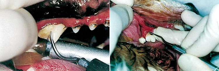 歯周病の検査におけるポイントと注意点を解説します