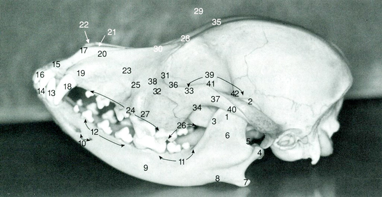 歯科の基礎となる犬の頭部の解剖からご説明します