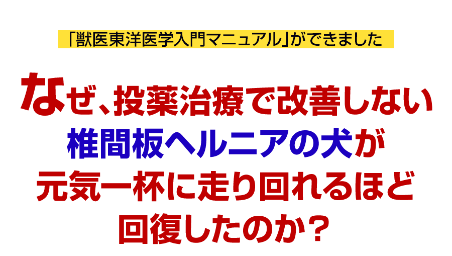 なぜ、投薬治療で改善しない椎間板ヘルニアの犬が元気一杯に走り回れるほど回復したのか？