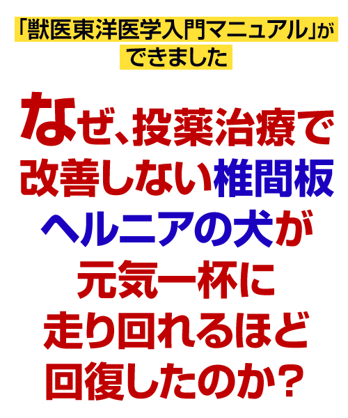 なぜ、投薬治療で改善しない椎間板ヘルニアの犬が元気一杯に走り回れるほど回復したのか？